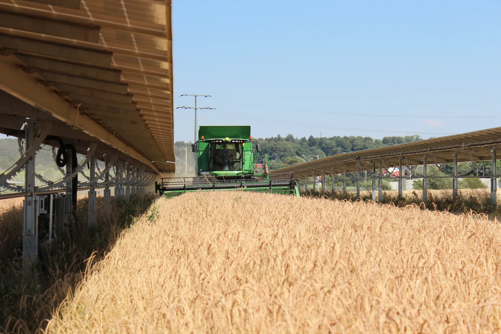 Weizenfeld mit Mähdrescher unter Agri-PV Solarpanelen